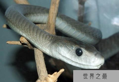 世界上速度最快的蛇