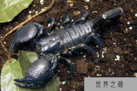 世界上最大的蝎子