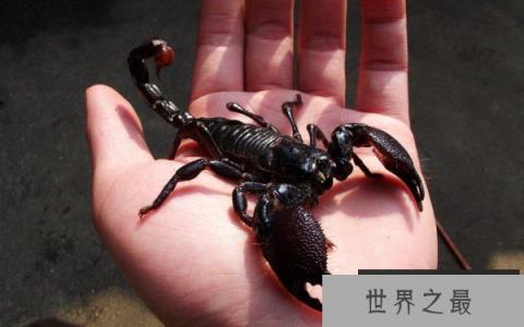 世界上最大的蝎子有多大？帝王蝎可达到40厘米