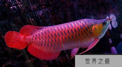 世界最贵的鱼是什么鱼？红龙鱼价值500万