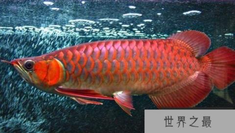 世界最贵的鱼是什么鱼？红龙鱼价值500万