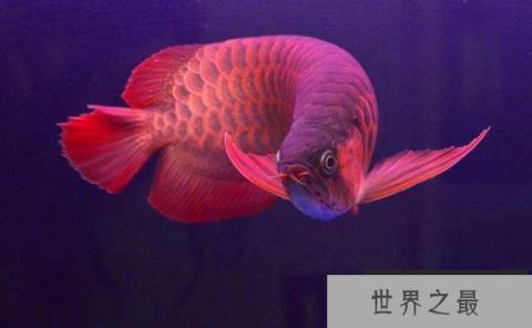 世界最贵的鱼是什么鱼？红龙鱼价值500万