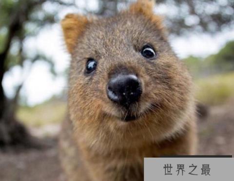 世界上最小的袋鼠，体重不超过4.5斤