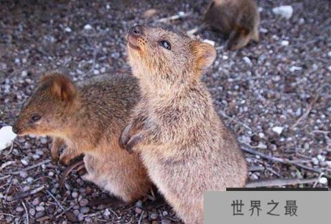 世界上最小的袋鼠，体重不超过4.5斤