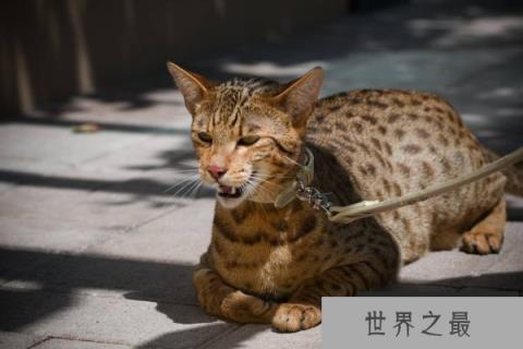 世界最贵的猫