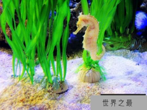 世界上最大的海马有多大？巨型海马长达34厘米