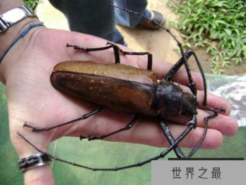 世界上最大的甲虫是什么？泰坦甲虫体长17厘米