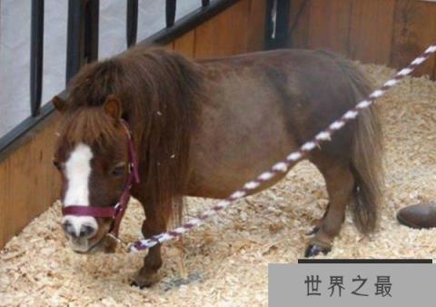 世界上最小的马是什么马？身高只有43厘米