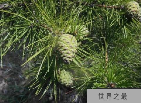 世界上最耐紫外线照射的植物——南欧黑松