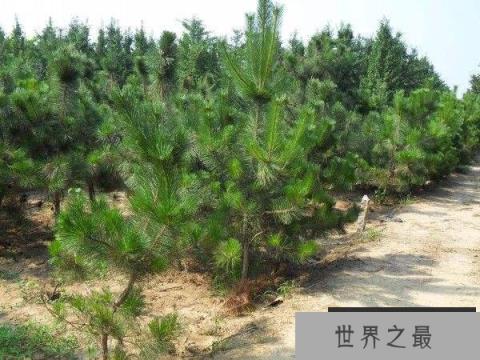 世界上最耐紫外线照射的植物——南欧黑松