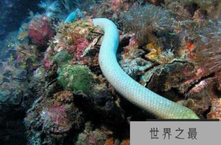 世界上年龄最大的蛇，绿茸线蛇活了1867岁