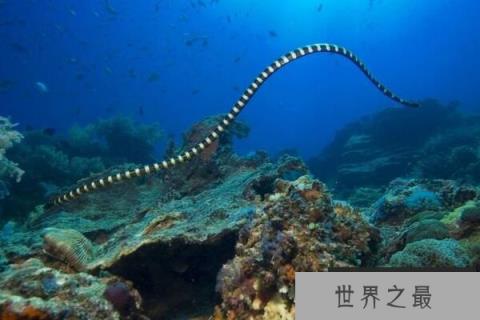 世界上年龄最大的蛇