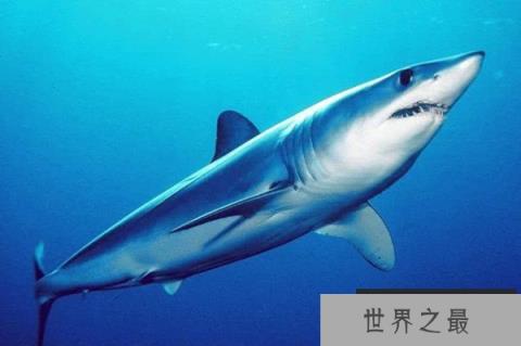 世界上速度最快的鲨鱼