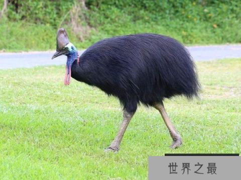 世界上最危险的鸟类