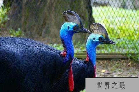 世界上最危险的鸟类