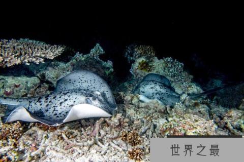 世界上最大的淡水鱼，巨型黄貂鱼重量达1吨