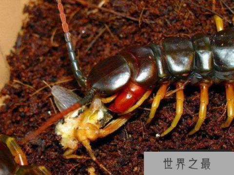 亚洲最大的蜈蚣，越南巨人蜈蚣体长达30cm