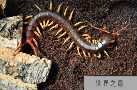 亚洲最大的蜈蚣，越南巨人蜈蚣体长达30cm