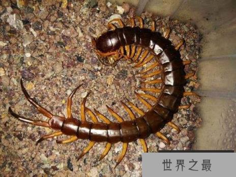 亚洲最大的蜈蚣，越南巨人蜈蚣体长达30cm