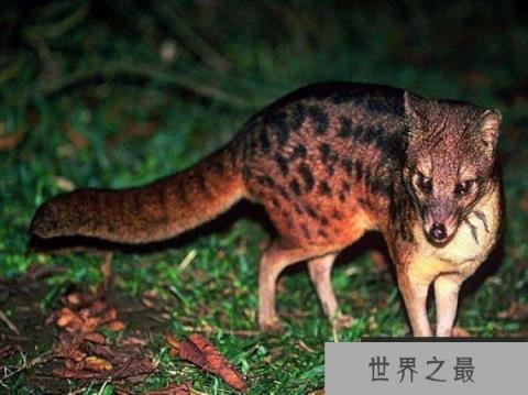 世界上交配时间最长的动物：马岛缟狸