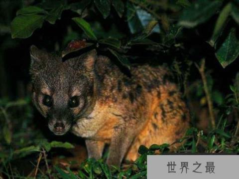 世界上交配时间最长的动物：马岛缟狸