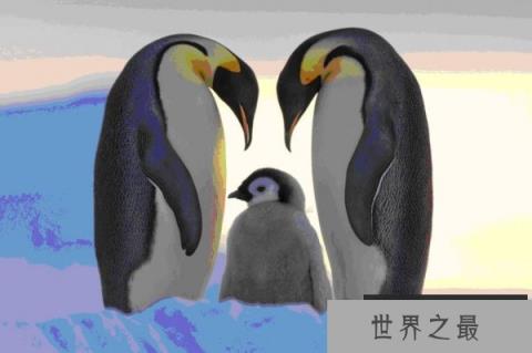 世界上最大的企鹅，帝企鹅身高可达1.2米