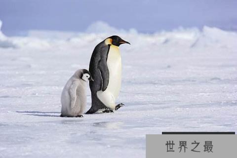 世界上最大的企鹅，帝企鹅身高可达1.2米