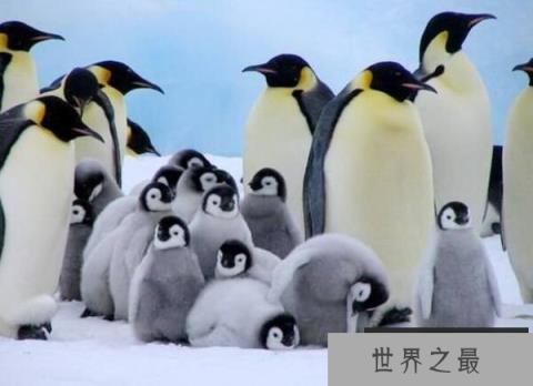 世界上最大的企鹅，帝企鹅身高可达1.2米