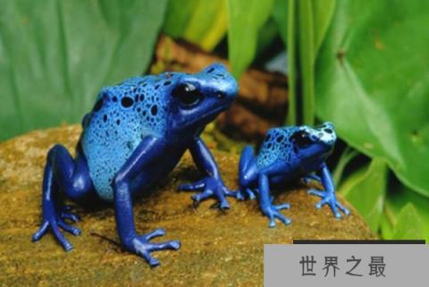 世界十大最恐怖动物——毒镖蛙