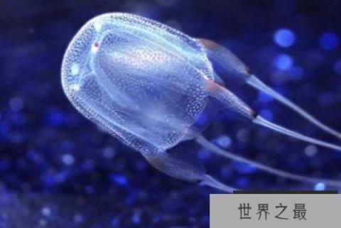 世界十大最恐怖动物——箱形水母