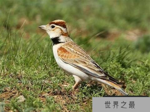 世界十大笼养鸟排行榜，百灵鸟排在第一名