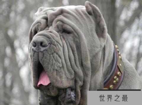 世界十大最优秀的护卫犬