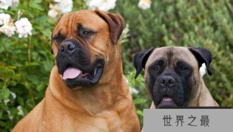 世界十大最优秀的护卫犬