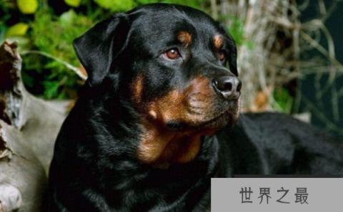 世界十大最优秀的护卫犬