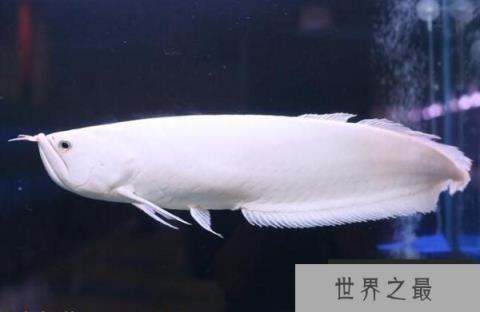 世界十大最贵观赏鱼排名，雪龙鱼排在榜单首位