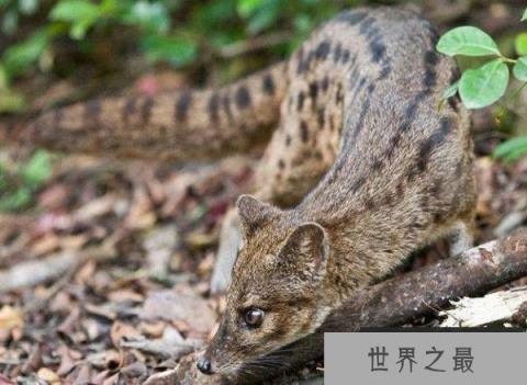 世界上交配时间最长的动物：马岛缟狸