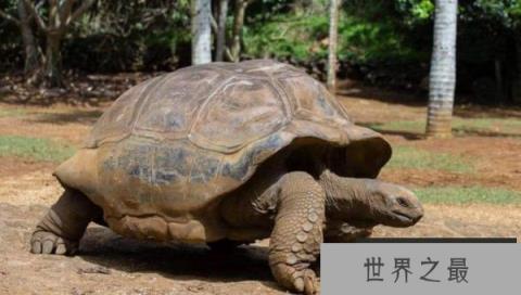 最长寿龟255岁