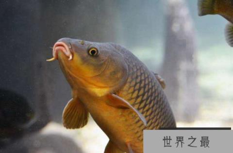 最长寿鲤鱼226岁