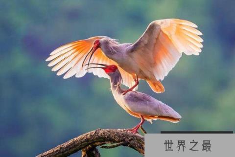 中国十大珍稀鸟类——朱鹮