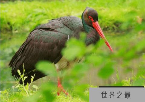 中国十大珍稀鸟类——黑鹳