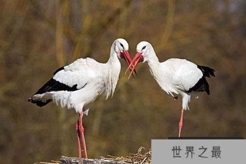 中国十大珍稀鸟类——白鹳