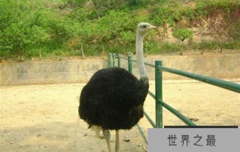 世界十大不会飞的鸟类-非洲鸵鸟