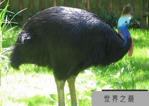 世界十大不会飞的鸟类-鹤鸵