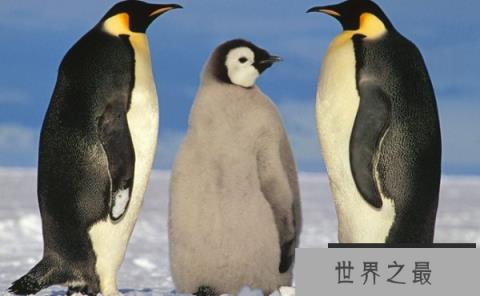 世界十大不会飞的鸟类-企鹅