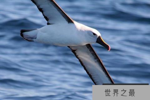 世界10大同性恋动物，动物界也有“断背山”