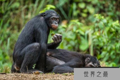 世界10大同性恋动物，动物界也有“断背山”