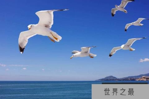 世界10大同性恋动物，动物界也有“断背山”