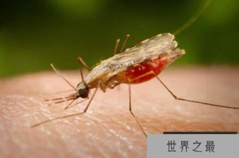 全球十大毒性最强昆虫——疟蚊