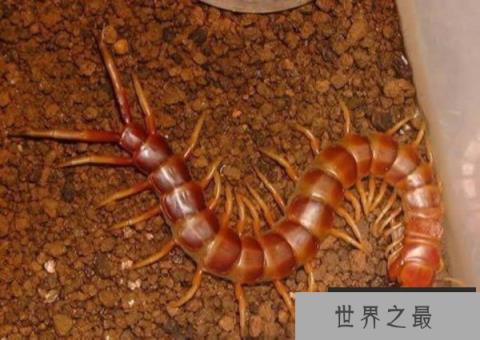 全球十大毒性最强昆虫——亚马逊巨型蜈蚣