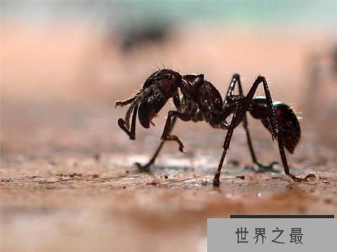 全球十大毒性最强昆虫——子弹蚁